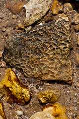 Shell rock in a little stream near Azov seaside