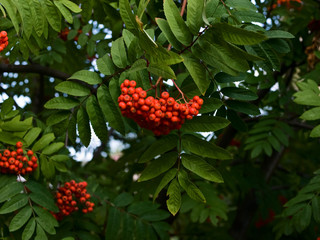Red and ripe mountain ash on tree