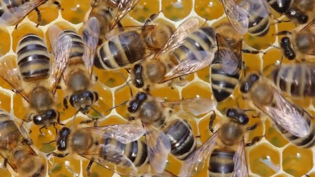 Young bees are getting ready to work inside hive. Bees perform various functions. It depends on their age.