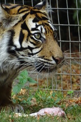 Sumatran tiger at the zoo