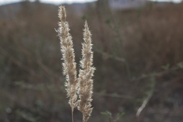 grass in the wind