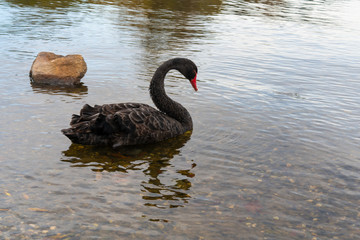 Fototapeta premium Black swans on lake