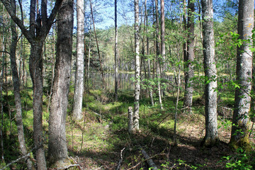 Obraz premium View of the lake in the forest