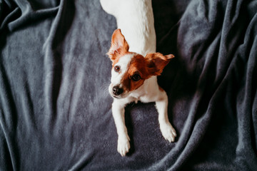 cute small jack russell dog lying on bed on a grey blanket. Looking into camera. Pets indoors at home