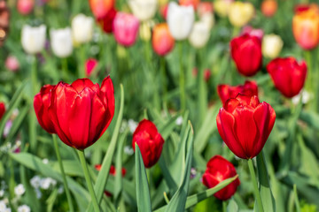 Red Tulips in a field of colourful tulips on a sunny day at the Carnival of Flowers in Toowoomba, Queensland, Australia.