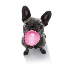 dog chewing bubble gum