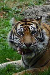 Sumatran tiger at the zoo
