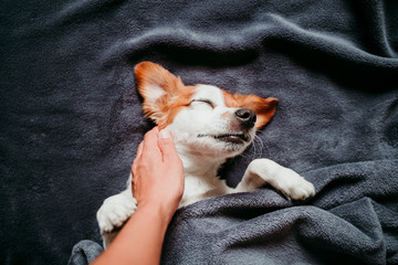 cute small jack russell dog sleeping on bed on a grey blanket. Resting at home