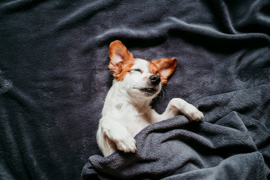 cute small jack russell dog sleeping on bed on a grey blanket. Looking into camera. Pets indoors at home