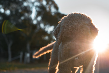 Happy dog at sunset