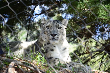 Snow Leopard
