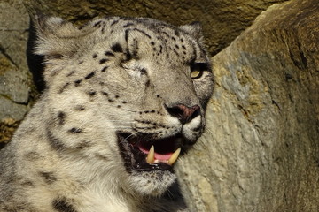 Obraz premium Beautiful snow leopard at the zoo