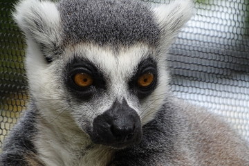 Cute ring tailed lemurs at the zoo
