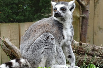 Cute ring tailed lemurs at the zoo