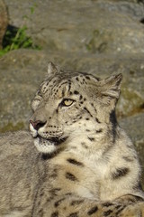 Beautiful snow leopard at the zoo