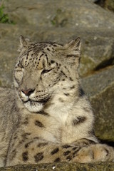Fototapeta na wymiar Beautiful snow leopard at the zoo