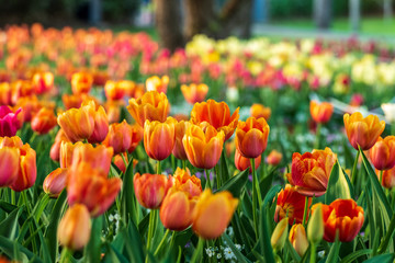 Peach tulips lit by the sun with different coloured tulips blurred in the background at the Carnival of Flowers in Toowoomba, Queensland, Australia.