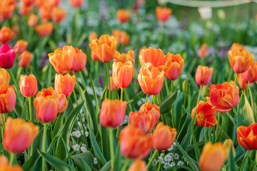 Peach tulips lit by the sun with different coloured tulips blurred in the background at the Carnival of Flowers in Toowoomba, Queensland, Australia.