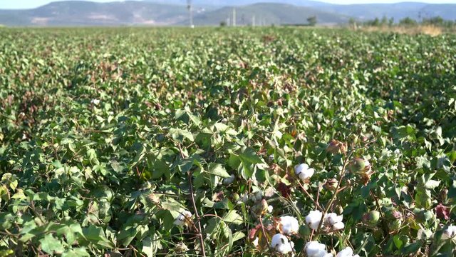 highest quality cotton is ready to harvest field