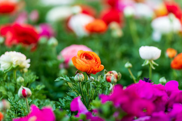Orange floribunda bush rose surrounded by other flowers and green vegetation at the Carnival of Flowers in Toowoomba, Queensland, Australia.