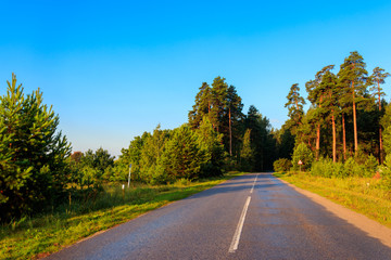 Asphalt road through green pine forest at summer