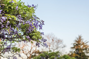 Wisteria flower against the sky with the background blurred out at the Carnival of Flowers in Toowoomba, Queensland, Australia.
