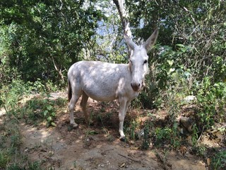 White donkey standing on the road