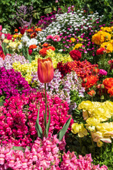 Bright peach tulip surrounded by colourful flowers and green vegetation at the Carnival of Flowers in Toowoomba, Queensland, Australia.