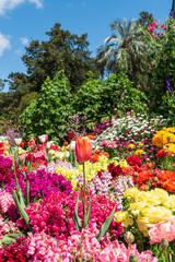 Low angle of a bright peach tulip surrounded by colourful flowers and green vegetation on a sunny day at the Carnival of Flowers in Toowoomba, Queensland, Australia.
