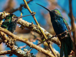 Colibries © Florencia