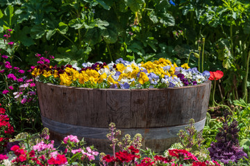 Close up of bright flowers inside a wooden pot surrounded by more colourful flowers at the Carnival of Flowers in Toowoomba, Queensland, Australia.
