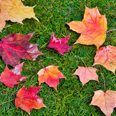 Close-up of wet autumn leaves on green grass