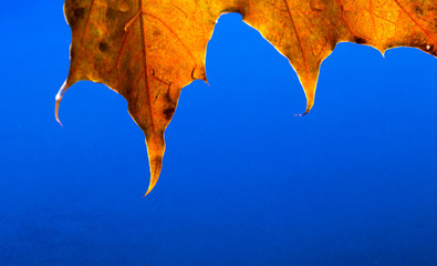 Autumn leaves on the water