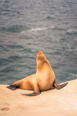 Fototapeta premium Sea Lion