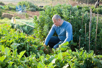 Gardener arranging turnip while gardening in outdoor garden at sunny day