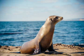Fototapeta premium Sea Lion
