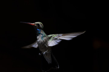 In flight hummingbird portrait with black background © F&J McGinn