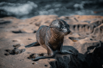 Sea Lion