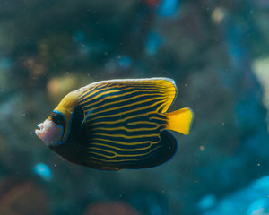 Fototapeta na wymiar Fish in aquarium