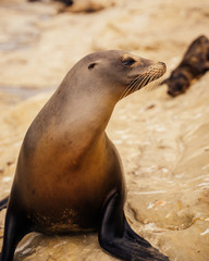 Fototapeta premium Sea Lion
