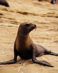 Fototapeta premium Sea Lion