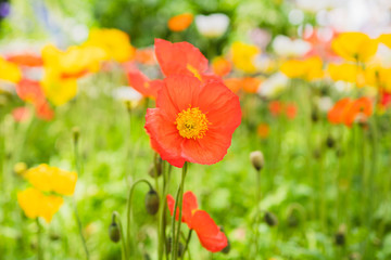 Obraz na płótnie Canvas field of orange poppies bright colour