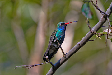 Broad-billed hummingbird in Arizona