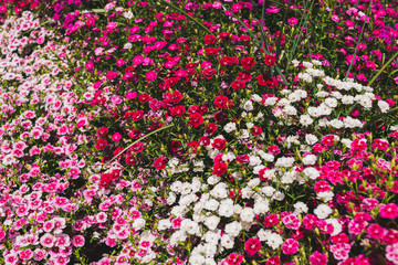 pink flowers in the garden