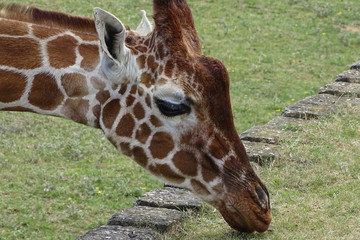 Giraffes at the zoo