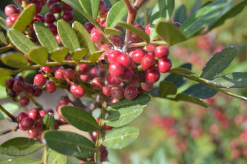 Plants and animald in wild life, Algeria