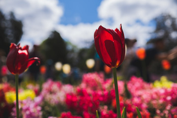 red tulips in spring with blue sky and another flowers
