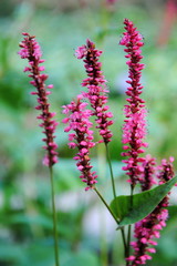 Close up of the narrow spikes of rose-red flowers of red bistort or mountain fleece (Bistorta amplexicaulis or Persicaria amplexicaulis), native to China, the Himalayas and Pakistan