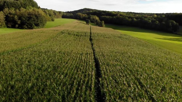 &eacute;l&eacute;vation au dessus des lignes d'un champ de ma&iuml;s