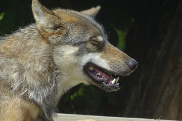 Wolves at the zoo